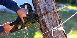 Best Organic Lawn Care Solutions  in Anthony, NM