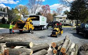 Best Artificial Turf Installation  in Anthony, NM