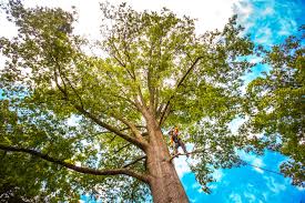 Best Tree Mulching  in Anthony, NM