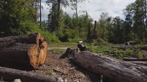 Best Tree Maintenance Programs  in Anthony, NM