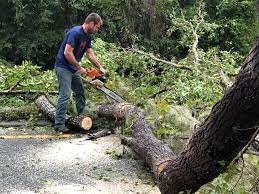 Best Firewood Processing and Delivery  in Anthony, NM