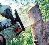 Best Tree Removal  in Anthony, NM