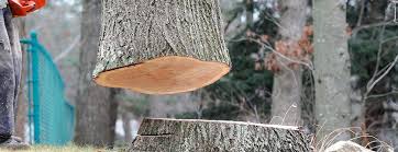 Tree and Shrub Care in Anthony, NM