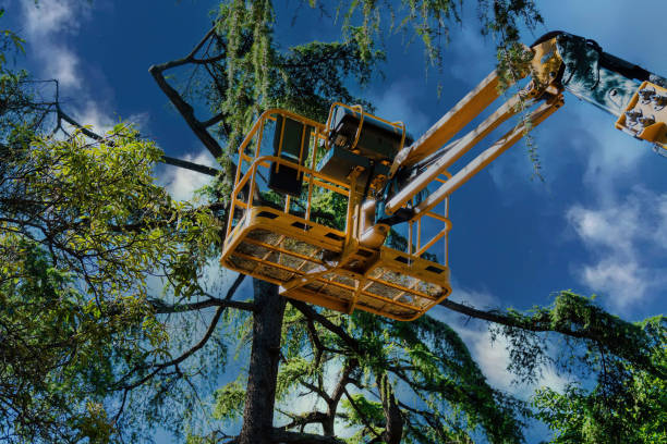 Best Storm Damage Tree Cleanup  in Anthony, NM