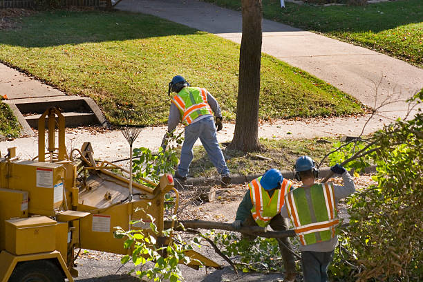 Best Emergency Tree Removal  in Anthony, NM
