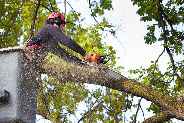 How Our Tree Care Process Works  in  Anthony, NM