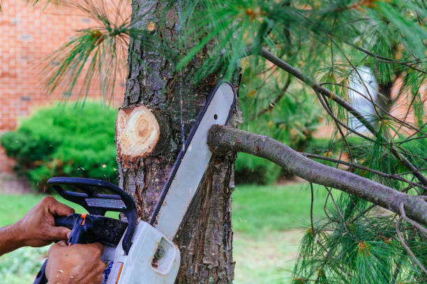 Best Tree Cabling and Bracing  in Anthony, NM
